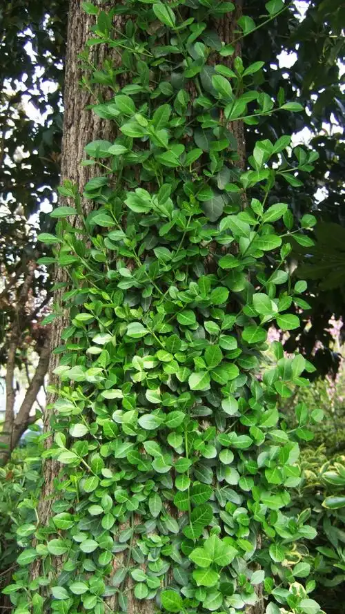 花卉园之八0四(我拍摄的藤本植物)