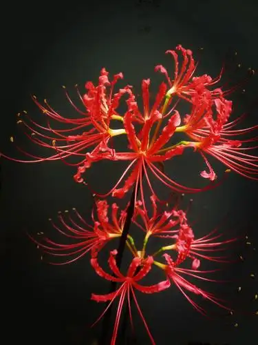 曼珠沙华《彼岸花》