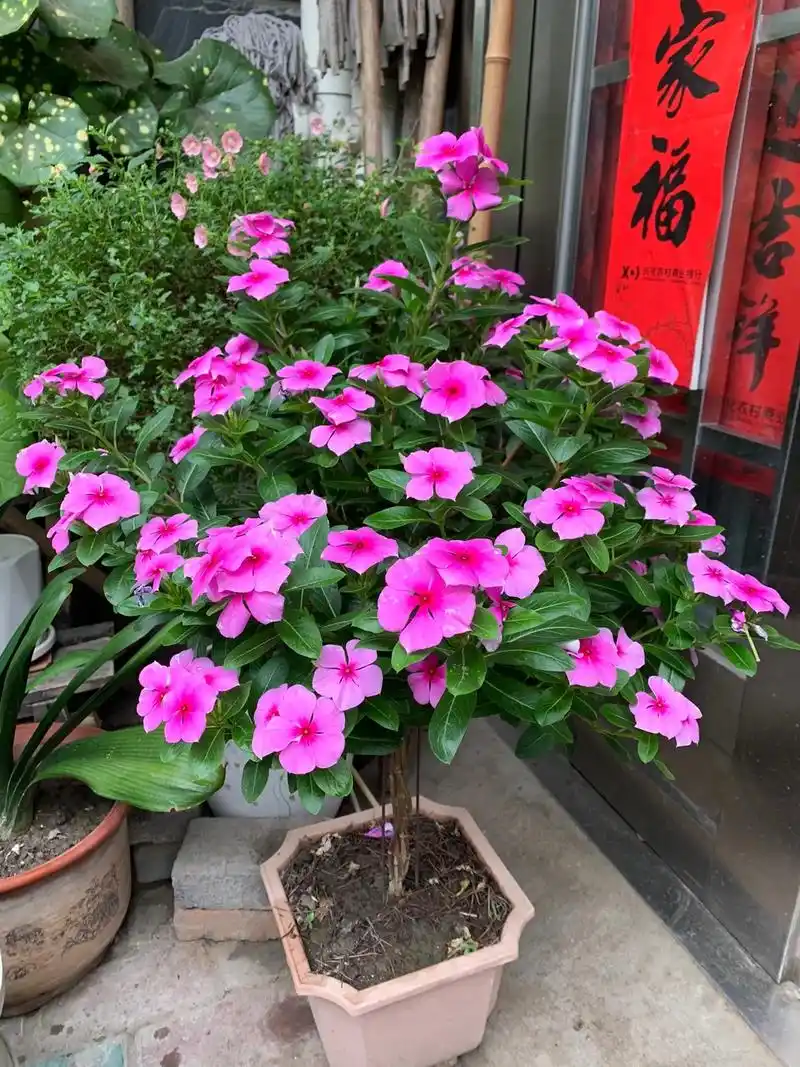 老桩长春花养护.长春花花期超长,却不像长寿花会令人审美疲劳. - 抖音