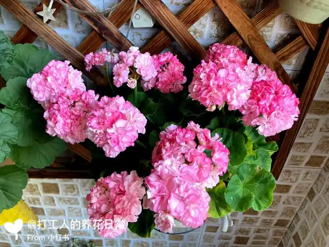 天竺葵重彩钻石婚