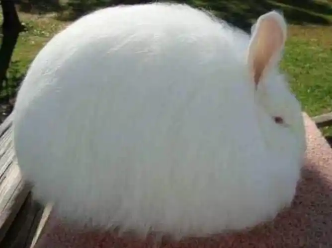 安哥拉兔为什么有时候要咬人