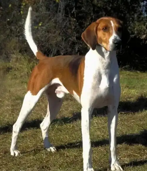 英国猎狐犬来自西敏寺犬展截图但因为体型和猎物的控制它们常常都是