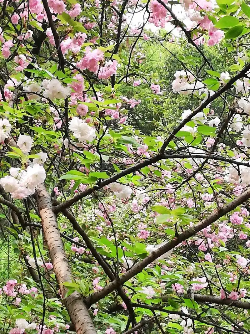 樱花红陌上杨柳绿池边