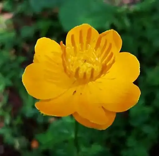 金莲花图片(金莲花图片大全) 资讯 第4张