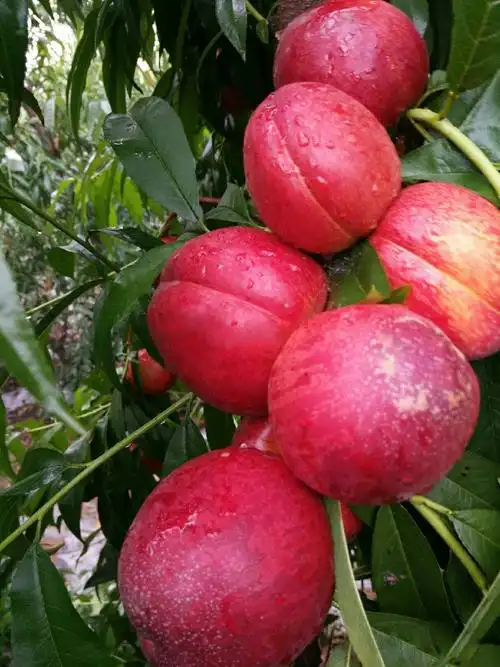 桃树苗品种价格_桃树树苗批发_湘移农林高产桃树苗基地