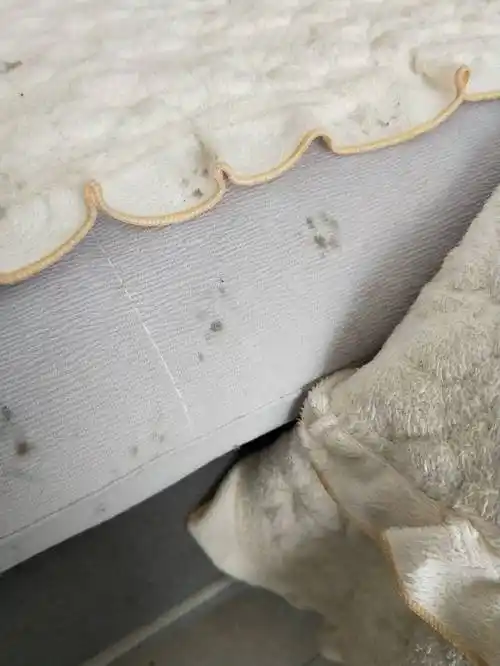 请问这是老鼠的脚印吗