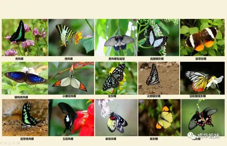 蝴蝶飞飞课程特色:1,了解蝴蝶的外形特征及其身体部位;2,体验活动带来