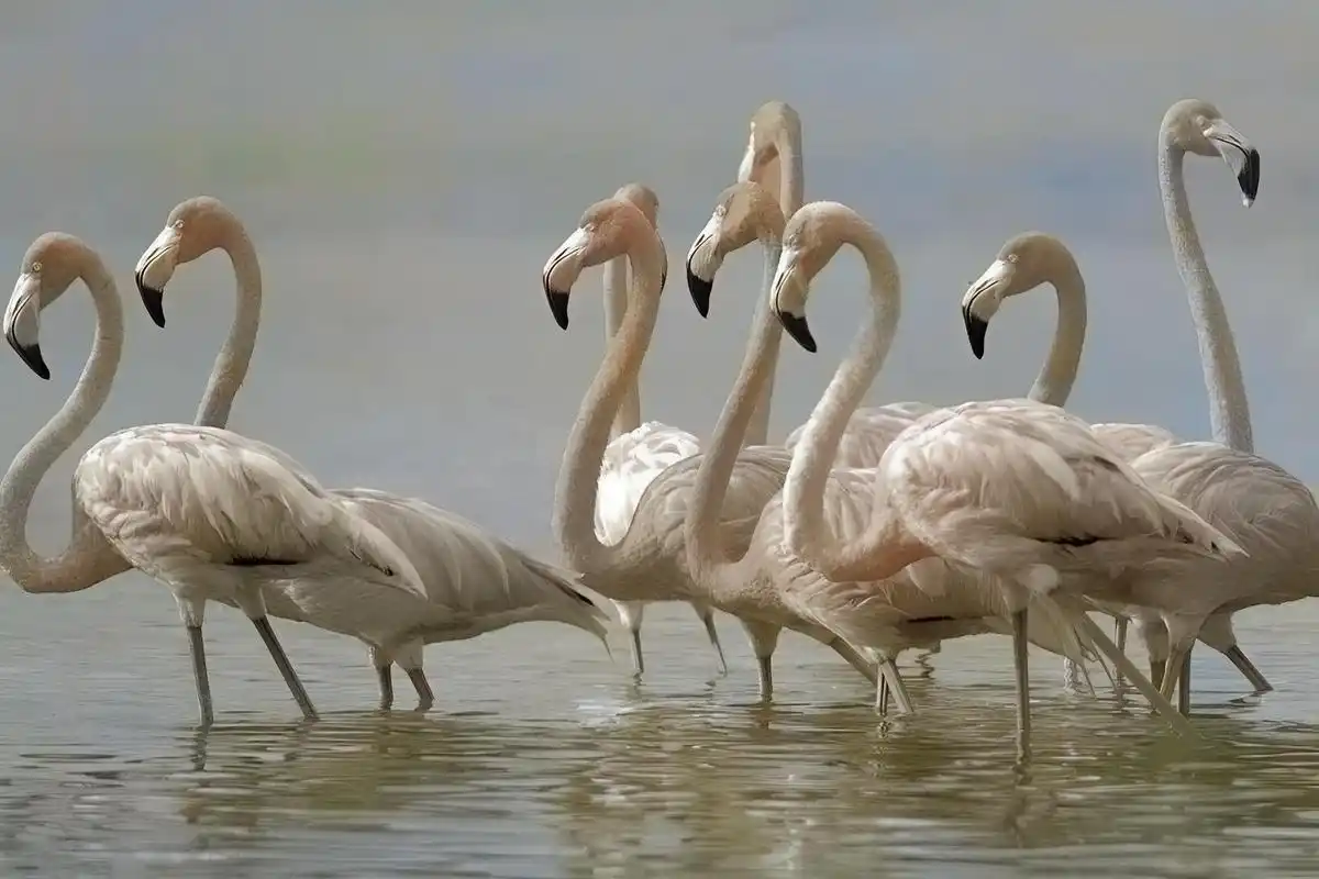 唯一能在野外获得红色素的鸟类是火烈鸟,它们通过食用富含胡萝卜素的