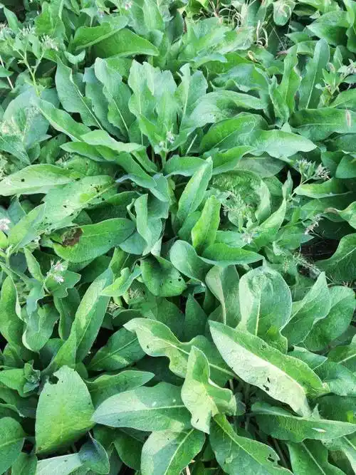 俄罗斯饲料菜种根聚合草多年生牧草种子品种