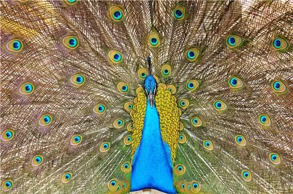 孔雀图片_孔雀图片大全_孔雀图片素材