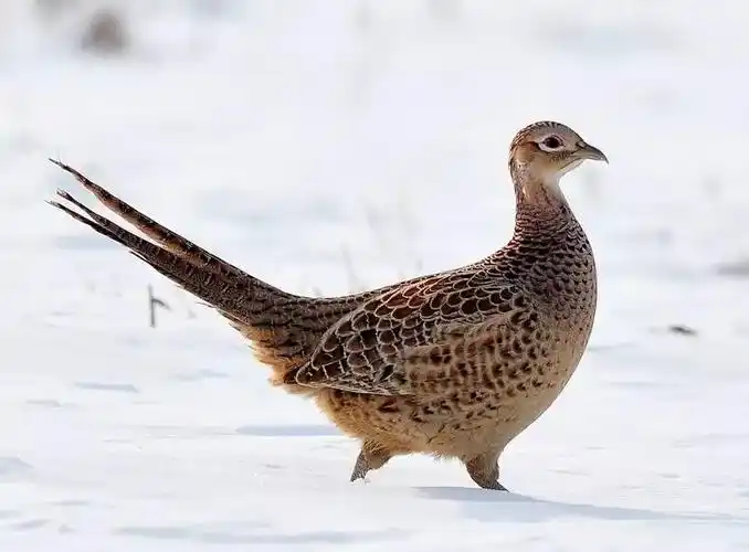 如果没有超模撑场今年的维秘就是一场乡村野鸡秀