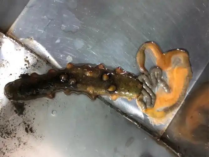 海参自我保护- -吐肠