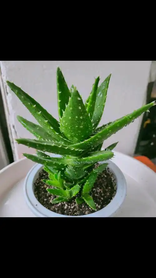 精品不夜城芦荟,天然绿,多了一份清新