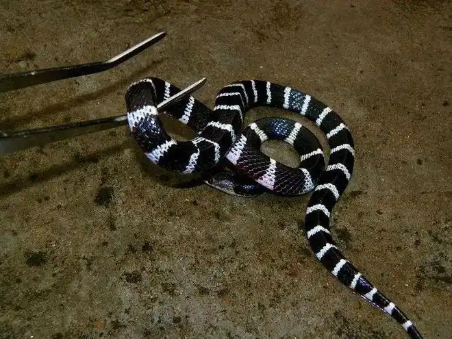武汉一儿童乐园惊现银环蛇毒性是眼镜王蛇的10倍被咬了怎么办