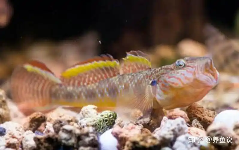 这是虾虎鱼科中最常见的品种,它们的分布广泛,从谁可以到小溪都有它们