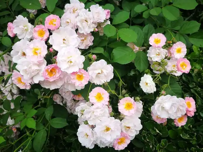 七姊妹花(蔷薇)