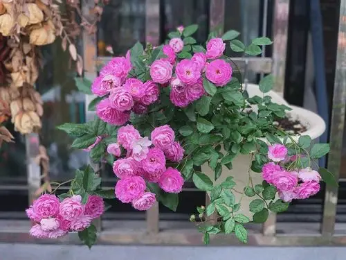 葡萄园之歌藤本月季浓香攀爬花卉丰花阳台庭院盆栽时令草本花卉