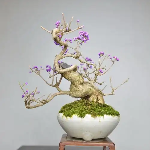 中国记忆紫珠盆景紫色紫式部小品日本提根进口绿植