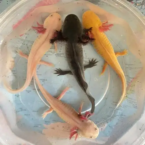 夏日炎炎的六角恐龙鱼66最新生活照