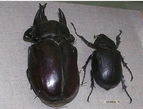 追问 不是,身形挺圆润的,甲壳还很滑,抓了两三下都没抓住 回答 追问