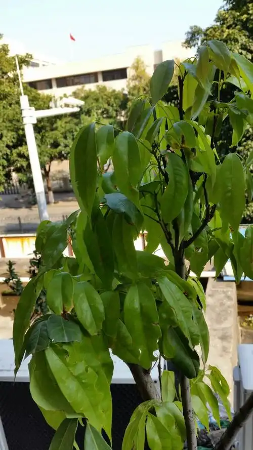 请问龙眼树的叶子为什麼会变成这种颜色?不是深绿色的?