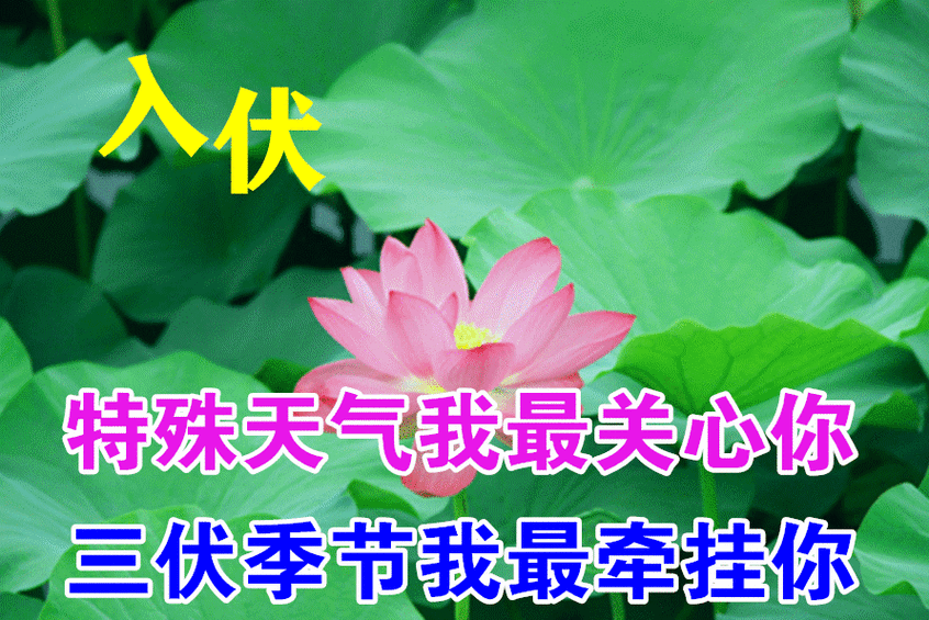 8张入伏创意唯美早上好问候祝福动画表情包暖心的入伏早安问候祝福语