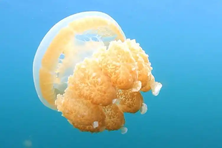 大个无毒水母,金黄色的_手机搜狐网