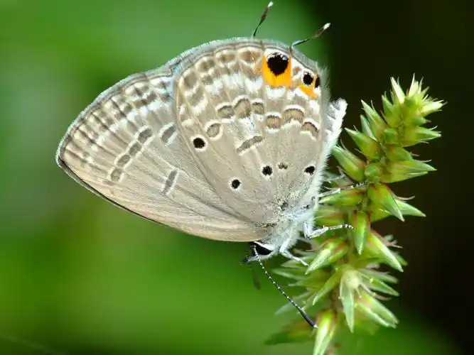 飞蛾图片昆虫飞蛾