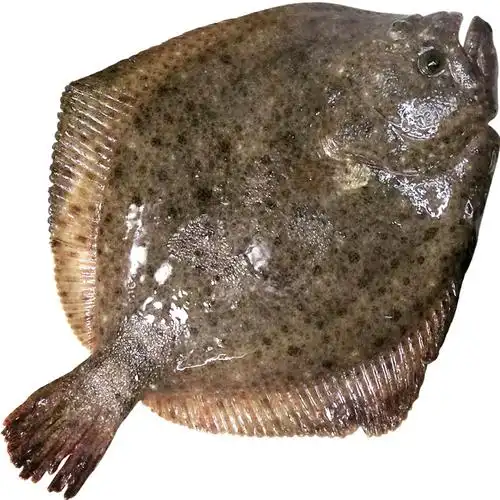 新鲜多宝鱼海鲜比目鱼鲜活冷冻水产石斑鱼深海海鱼其它