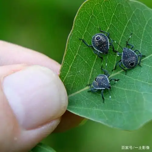 臭大姐八日成长记