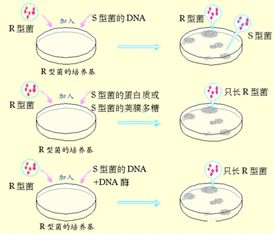 7关于肺炎双球菌转化实验的叙述正确的是
