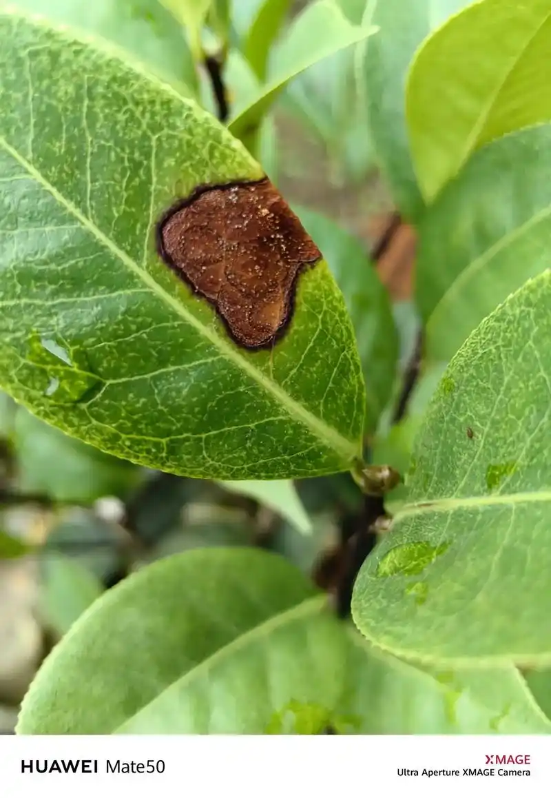 茶花炭疽病后叶片脱落和水渍症状 - 抖音
