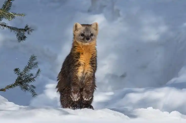 我是萌萌的小紫貂