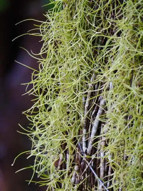 龙柳的养殖方法和注意事项:打造飘逸绿意的生活空间