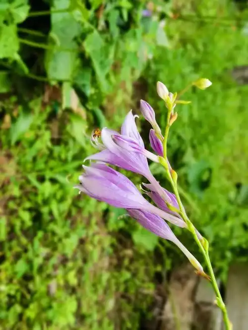 玉簪花的整体与局部