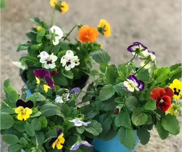 复古褶皱边三色堇盆栽角堇花苗观花植物冬季耐寒爆盆阳台花卉绿植