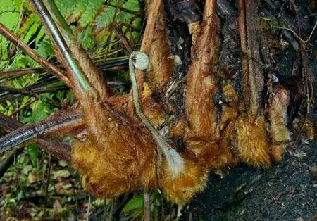 金毛狗蕨的药用价值:金毛狗蕨的药用功效与作用-花语谷网