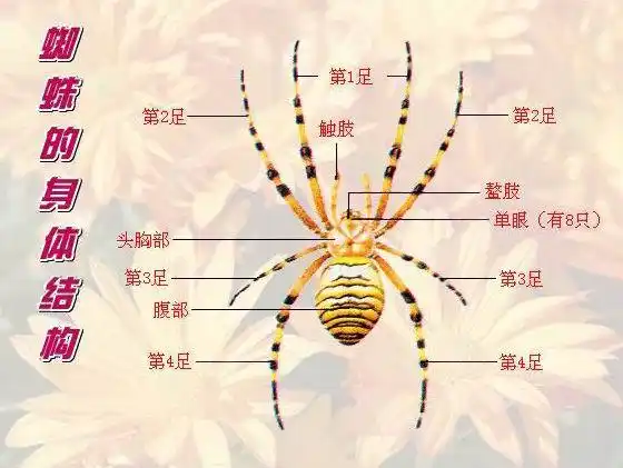 蜘蛛的形态特征