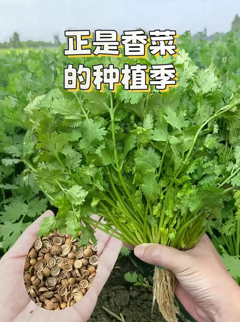 这款四季香菜种子, 在夏天也可以种哦,耐热耐旱,自己种植的香菜, 简单