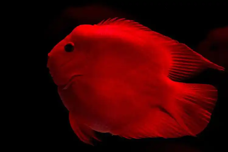 新养的元宝鹦鹉鱼