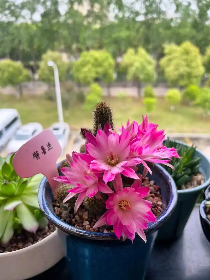 白檀特鲁迪首开,必须拍照记录呀.#仙人球开花 #爱生活爱养花 - 抖音