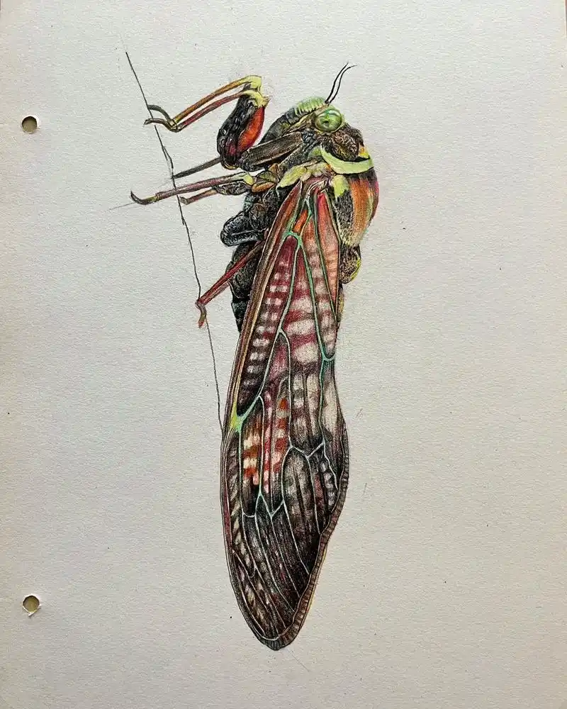 彩铅画蝉#让喜欢的事成为生活 #让喜欢的事成为生活 #画画练 - 抖音