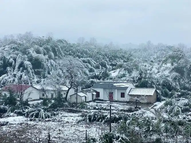 回家过年,家乡下雪了,记录下家乡的美景故乡的深情…… #家乡 #雪景