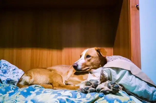 主人阳了狗狗守在床边3天3夜网友说这是狗在等着吃新鲜肉