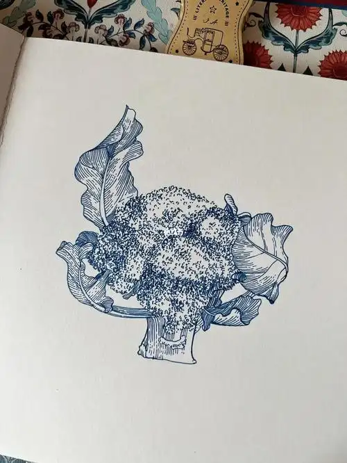 钢笔画西兰花06