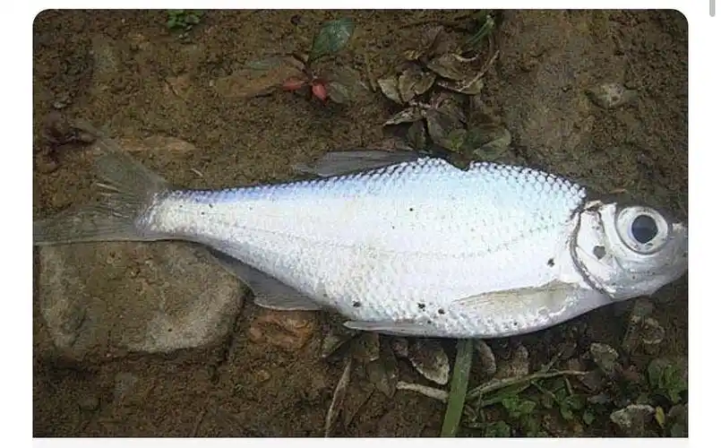 「大眼华鳊」怎么钓?求助