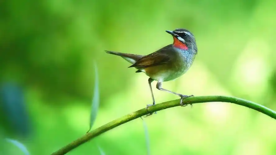 漂亮的红喉歌鸲鸟高清壁纸图片高清大图预览1920x1080_动物壁纸下载