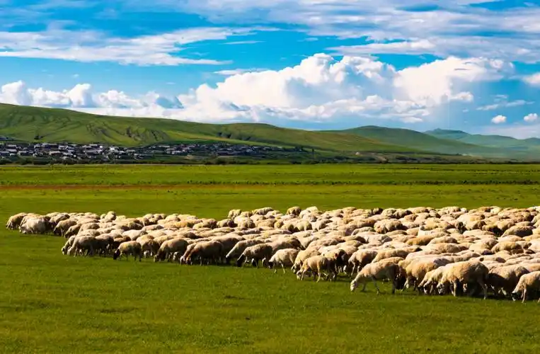 边境线上的羊群.