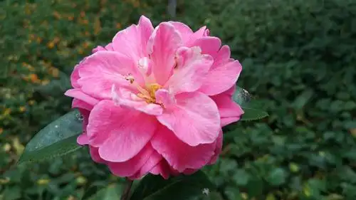 昆明市花一一云南山茶花