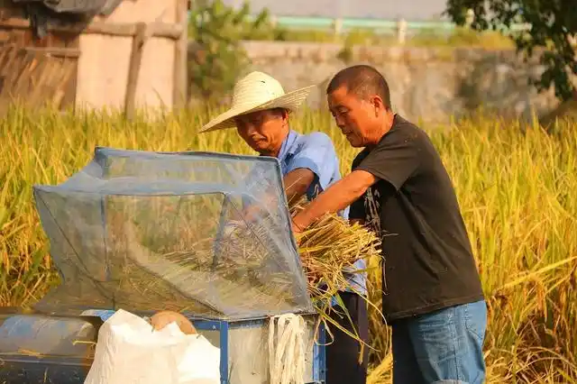 黔东南三穗县:稻香农忙 好一幅秋收美景图
